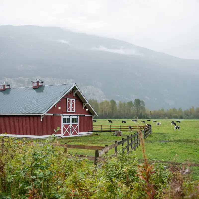 A barn and field of cows on a hazy early morning on a dairy farm.