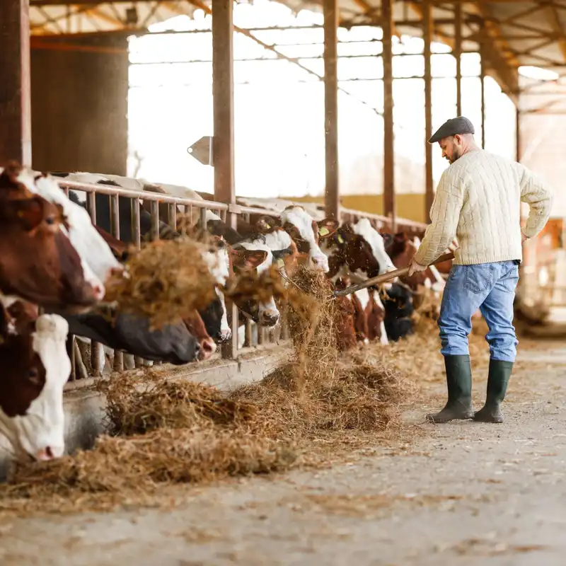 Farmer feeding cattle in the barn.