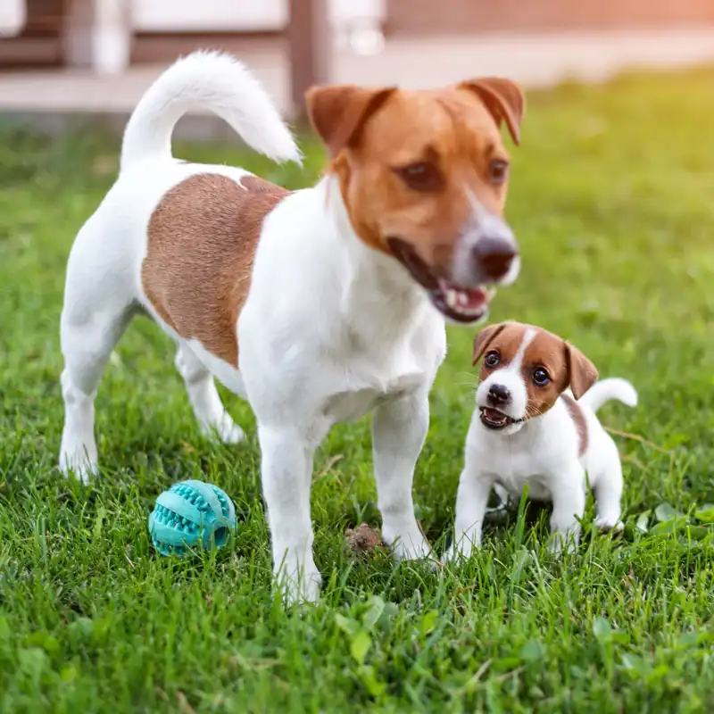 Jack Russell dogs playing on grass meadow.