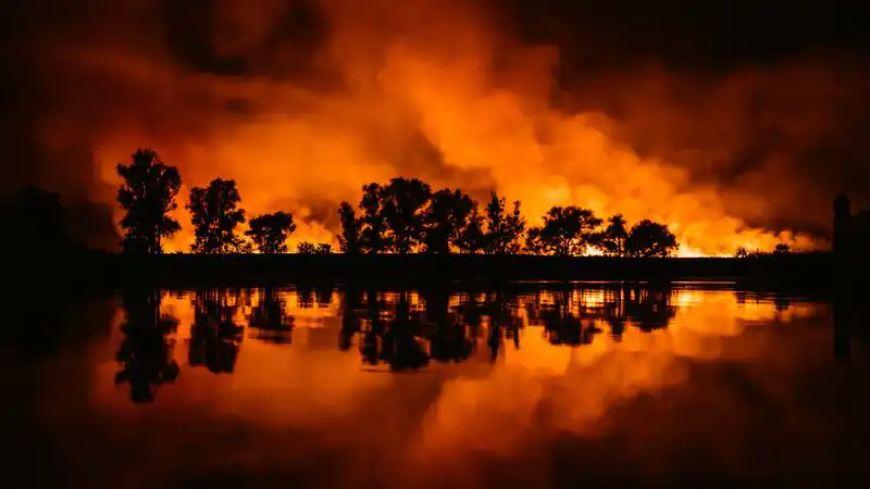 wildfire in the forest